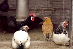 En el Senasa reiteraron en las medidas de bioseguridad consisten en establecer barreras para que el virus no tome contacto con las aves de la granja
