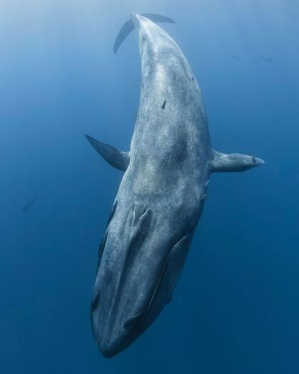 En el siglo XX, las ballenas azules fueron cazadas hasta casi su extinción