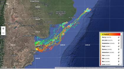 En el sitio de la Global Penguin Society se puede seguir en tiempo real la migración de los pingüinos por el Mar Argentino