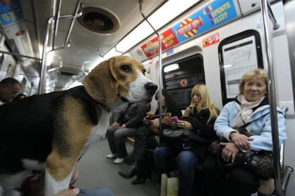 En el subte viajó desde Cabildo y Juramento hasta Plaza Italia