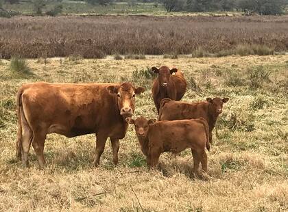 En el sudeste bonaerense, la cría vacuna, con una carga de 1,1 vacas por hectárea y 182 kilos de producción de carne por hectárea, proyecta un margen bruto de US$193 por hectárea