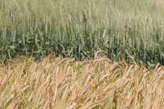 Cultivos en pugna en el Sudeste