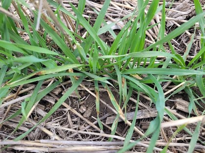 En el sudeste de Buenos Aires se siembra el 70% de la superficie de trigo con variedades muy susceptibles a mancha amarilla y al menos un 75% de las variedades de cebada muy susceptibles a las manchas que la afectan (mancha en red, escaldadura y ni hablar ramularia)