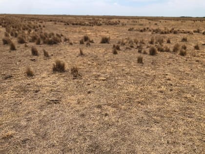 En el sudeste de Córdoba, como el centro norte, hay una situación difícil. En la foto, una pastura natural seca en la zona de Noetinger
