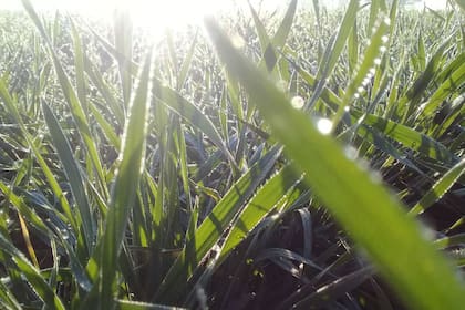 Pese a la falta de humedad que se evidencia en los cultivos del sudeste de Córdoba, el Ministerio de Agricultura estimó la cosecha 2019/2020 de trigo en 21 millones de toneladas