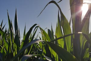 En el sur de Brasil, los maíces de la primera cosecha necesitan humedad