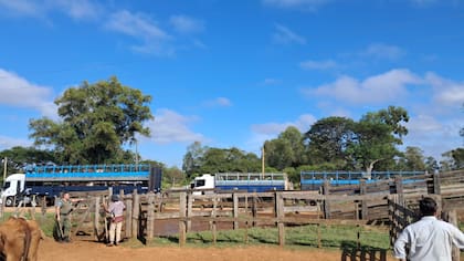 En el trayecto hasta Santo Tomé murieron 3 animales