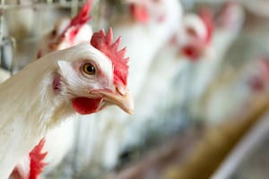 Opinión: la industria avícola no pide protección