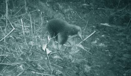 En el último día de la expedición, los científicos lograron filmar al primer equidna visto tras de sesenta años sin noticias