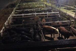 En el último día de paro del campo, el Mercado de Liniers recibió 745 animales para su subasta