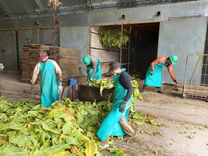 En el Valle de Lerma, en Salta, el productor tabacalero Eduardo Rodríguez perdió un 25% de la cosecha de tabaco por la falta de mano de obra