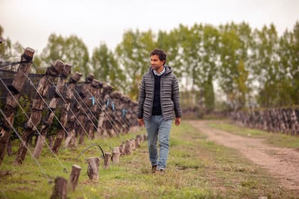 En el viñedo Otronia, el más austral de la Argentina