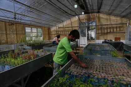 En el vivero de la Facultad de Ciencias Agropecuarias de la Universidad Nacional de Córdoba, a cargo de Jacqueline Joseau, se preparan plantines de especies nativas que serán plantadas en las zonas afectadas por los incendios 