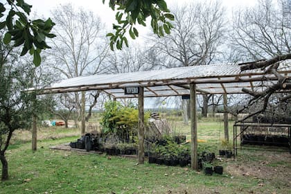 En el vivero se producen 20.000 nativas por año