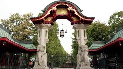 En el Zoo de Berlín, Fatou vive en cautiverio desde 1959