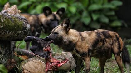 En el zoo de Cali los perros salvajes africanos comerán carne molida en forma de bolitas, así como trozos de carne, viseras, corazón, pulmón e hígado. También les suministran suplementos especializados de vitaminas y minerales