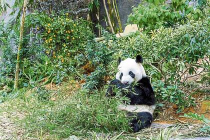 El Zoo de San Diego es célebre por sus pandas 