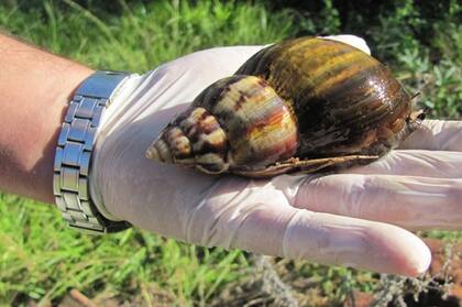 Para erradicarlo se utiliza un compuesto con metaldehído, un plaguicida que sirve para controlar caracoles y babosas
