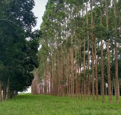 En Embrapa están desarrollando el sistema agrosilvopastoril, que es la combinación de agricultura, árboles sobre todo eucaliptos y ganadería
