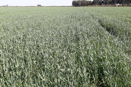 En ensayos se alcanzaron más de 4000 kilos en Corrientes