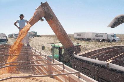 Cosecha de maíz en Entre Ríos