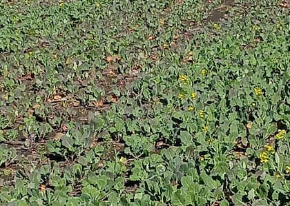 En Entre Ríos, el ciclo de la carinata es similar al del trigo. A la cosecha, Ayerza ha obtenido rindes de 18 quintales por hectárea durante varios años