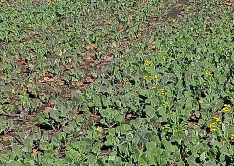 El boom de la carinata: el cultivo entrerriano que impulsa el combustible del futuro