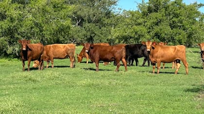En ese contexto, consideró que los precios tenderán a acomodarse en los próximos meses: “El que va a ceder, para mí, va a ser el precio de la reposición del ganado"