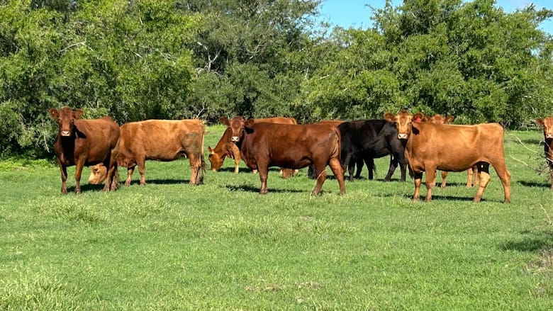 Miguel de Achával: “La Argentina no necesita más vacas, sino aumentar la productividad por animal”
