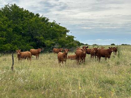 En ese escenario, la ganadería juega un rol importante por los beneficios fiscales que le imprime a la empresa mixta, al permitir comprar un vientre con la valuación histórica