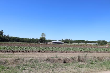 En ese predio, hay al menos 300 familias que habitan y cultivan tierra, principalmente tomates, frutillas y hortalizas de hoja