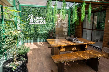 En Espacio Gatos las habitaciones privadas tienen vista a un jardín
