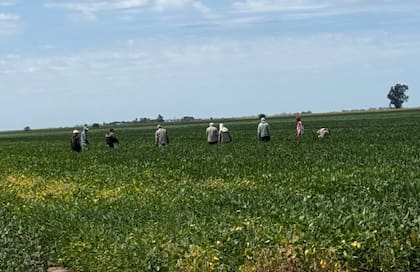 En esta campaña, la firma apunta a realizar 130.000 cruzamientos de soja, con un objetivo de 10.000 nuevas combinaciones genéticas por año, y un volumen total cercano a 180.000
variedades sembradas entre Venado Tuerto y Tucumán