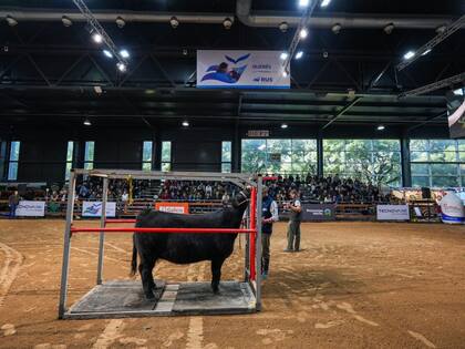 En esta edición debutará “El Camino de los Campeones”, una experiencia con inscripción previa que permitirá ver de cerca la preparación de los animales antes de ingresar a la pista