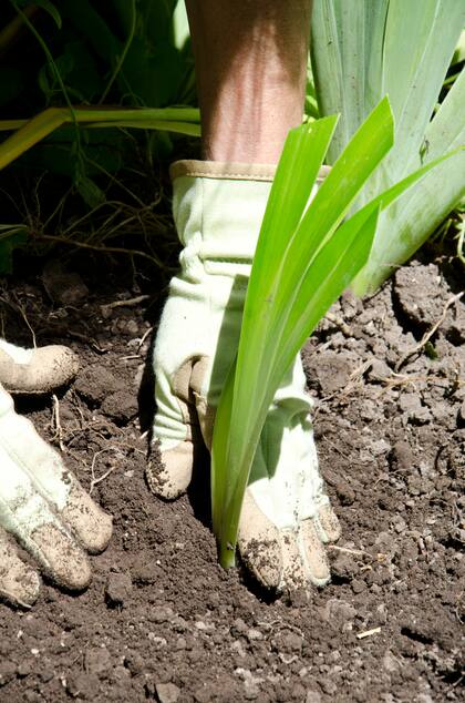 En esta época del año, hay ciertos cuidados que ayudarán a mantener la salud de nuestro jardín