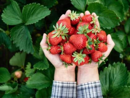 En esta época, las frutillas se caracterizan por su color parejo, sin machucones
