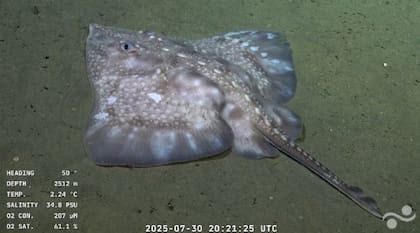 En esta expedición se usó por primera vez en la región el robot submarino SuBastian, que graba en ultra HD y recolecta muestras sin dañar el entorno