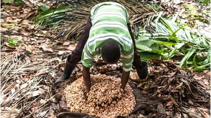 En esta finca en la República Democrática del Congo, los granos se ponen en un hoyo para que fermenten