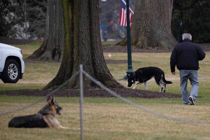 En esta foto de archivo tomada el 25 de enero de 2021, se ven los perros Champ y Major en el jardín sur de la Casa Blanca en Washington, DC.
