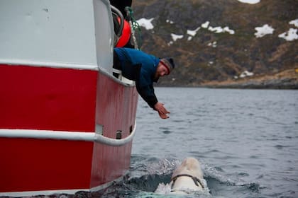 En esta foto tomada en abril de 2019, una ballena beluga encontrada en el Ártico noruego nada junto a un barco