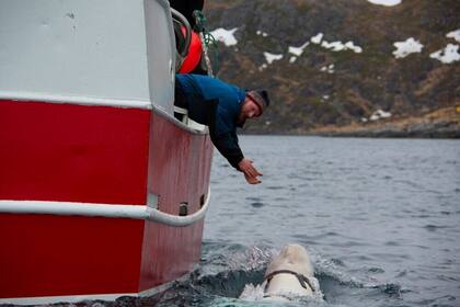 En esta foto tomada en abril de 2019 una beluga encontrada en el Ártico de Noruega nada junto a un barco.