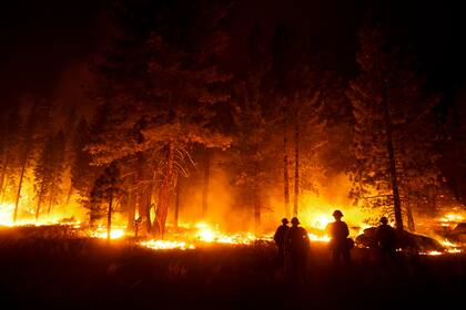 En esta fotografía de archivo del 1 de septiembre de 2021, un grupo de bomberos prende fuego a una franja de arboles para contener la propagación del incendio Caldor cerca de South Lake Tahoe, California. 