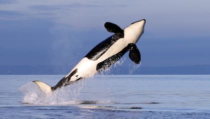 En esta fotografía de archivo del 18 de enero de 2014, una orca hembra residente del sur salta en el agua en el estrecho de Puget, cerca de la isla Bainbridge, en el estado de Washington