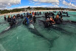 En esta fotografía proporcionada por el Departamento de Biodiversidad, Conservación y Atracciones, rescatistas conducen a ballenas piloto de aleta larga a aguas más profundas, el miércoles 26 de julio de 2023, en la playa Cheynes, Australia. (DBCA via AP)