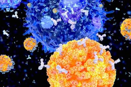 En esta ilustración se ven células plasma (células B, en naranja) produciendo anticuerpos (en blanco) para combatir un virus (en azul)