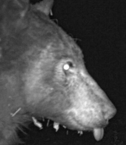 En esta imagen el oso aparece de perfil y con la lengua de fuera