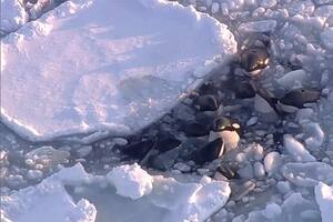 En esta imagen, tomada de un video, se muestra a una manada de orcas varadas en un pequeño hueco entre hielo a la deriva, en Rausu, Hokkaido, en el norte de Japón, el 6 de febrero de 2024. (NTV-NNN vía AP)
