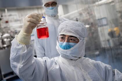 En esta imagen tomada el 29 de abril de 2020, un ingeniero observa las células de riñón de mono mientras realiza una prueba en una vacuna experimental para el coronavirus dentro del laboratorio Cells Culture Room en las instalaciones de Sinovac Biotech en Pekín