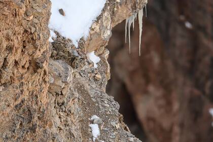 En esta increíble fotografía, apenas se vislumbra la cabeza del leopardo y su mirada fija en la cámara de Saurabh Desai