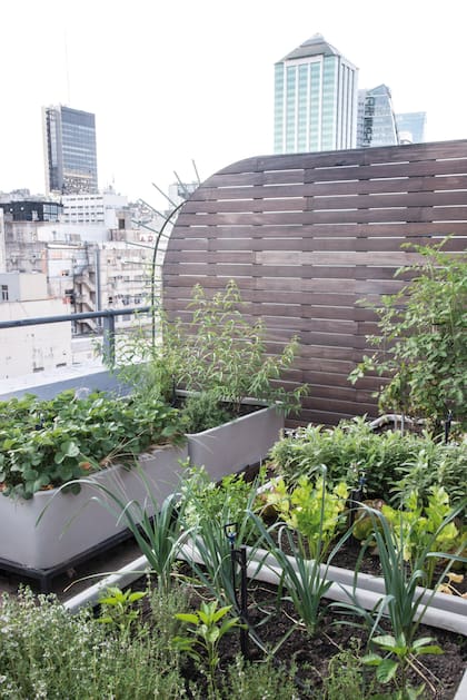 En esta misma terraza en las alturas, una huerta en macetas que abastece de aromáticas y vegetales a la familia. La producción se va rotando a lo largo del año.